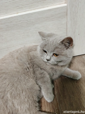 Brit cica eladó  - kép 4