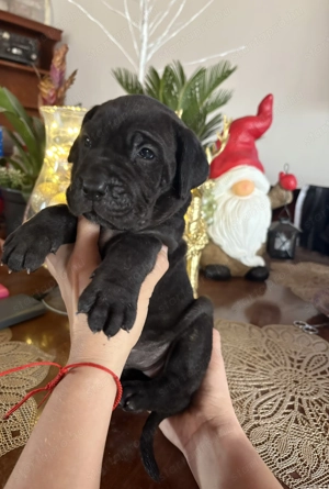 Cane corso babák  - kép 2