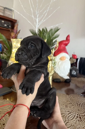 Cane corso babák 