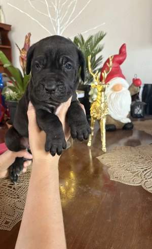 Cane corso babák  - kép 5