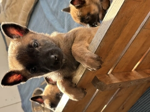 Eladó Malinois X kiskutyák