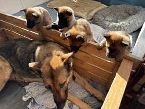 Eladó Malinois X kiskutyák - kép 2