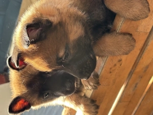 Eladó Malinois X kiskutyák - kép 6