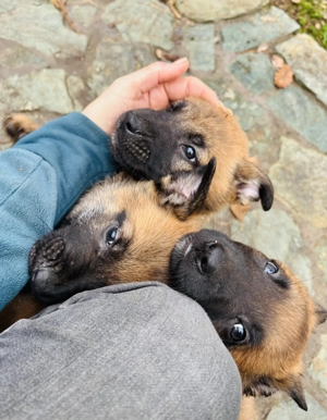 Eladó Malinois X kiskutyák - kép 3