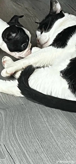 Eladó Boston Terrierek! 