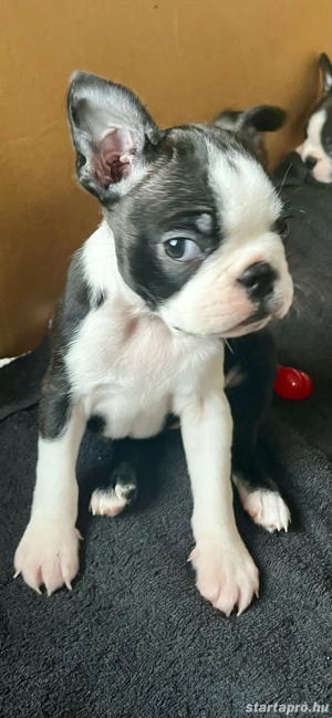 Eladó Boston Terrierek!  - kép 3