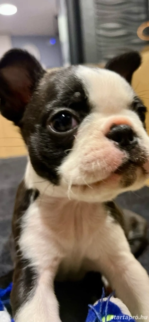 Eladó Boston Terrierek! 