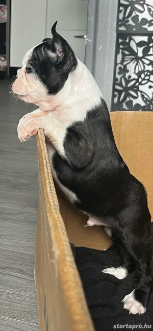 Eladó Boston Terrierek!  - kép 5