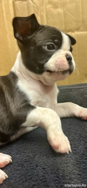 Eladó Boston Terrierek!  - kép 6