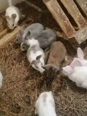 4 hónapos nyuszik új gazdit keresnek 