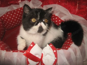 Perzsa cicát keresne ?érdeklődhet! - kép 2