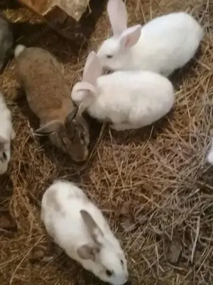 Nyuszik új gazdit keresnek 