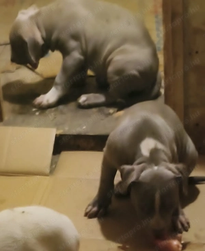 Kiskutyák . Eladók. 