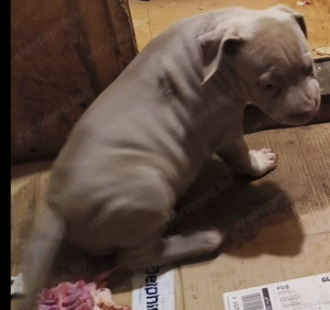 Kiskutyák . Eladók.  - kép 3