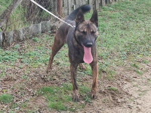 Holland juhasz - kép 2