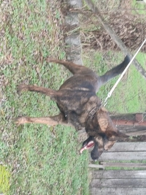 Holland juhasz - kép 4