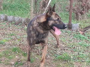 Holland juhasz - kép 3