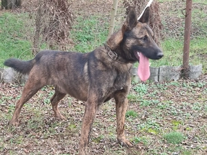 Holland juhasz - kép 6