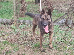 Holland juhasz - kép 7