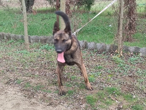 Holland juhasz - kép 8