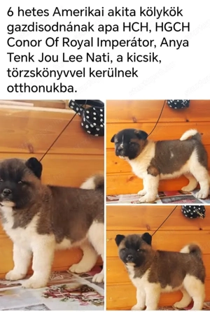Amerikai akita törzskönyves kölykök 