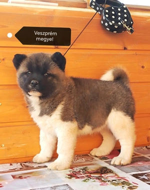 Amerikai akita törzskönyves kölykök  - kép 3
