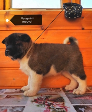 Amerikai akita törzskönyves kölykök  - kép 2