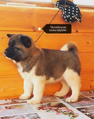 Amerikai akita törzskönyves kölykök  - kép 4