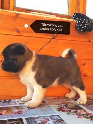 Amerikai akita törzskönyves kölykök  - kép 5