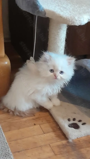 Perzsa kiscicák eladók! - kép 5