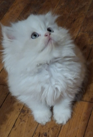 Perzsa kiscicák eladók! - kép 4