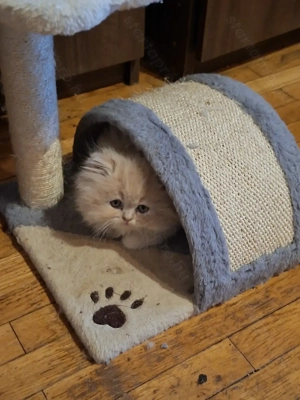 Perzsa kiscicák eladók! - kép 9