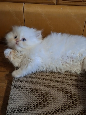 Perzsa kiscicák eladók! - kép 2