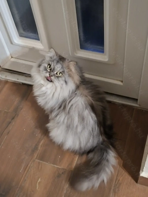 Perzsa kiscicák eladók! - kép 8