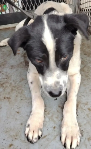 Jászladányi gyepmesteri telep gazdakeresői sos - kép 9