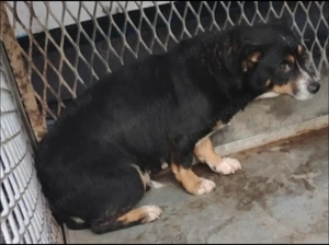 Jászladányi gyepmesteri telep gazdakeresői sos - kép 8