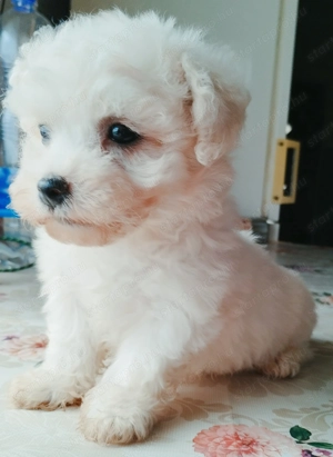 Fehér mini bichon havanese