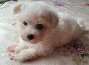 Fehér mini bichon havanese - kép 2