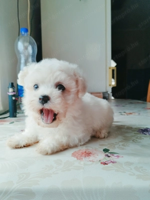 Fehér mini bichon havanese - kép 4