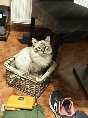 Lynx Ragdoll kandúr 1 éves  - kép 3