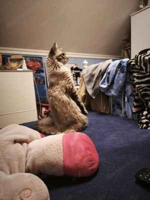 Lynx Ragdoll kandúr 1 éves  - kép 4