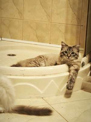 Lynx Ragdoll kandúr 1 éves  - kép 2