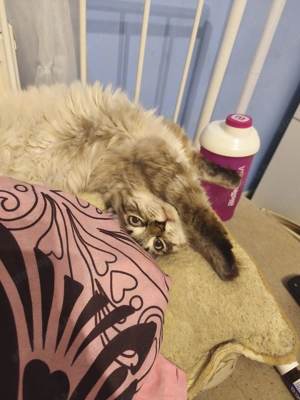 Lynx Ragdoll kandúr 1 éves  - kép 5