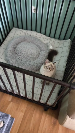 Lynx Ragdoll kandúr 1 éves  - kép 7