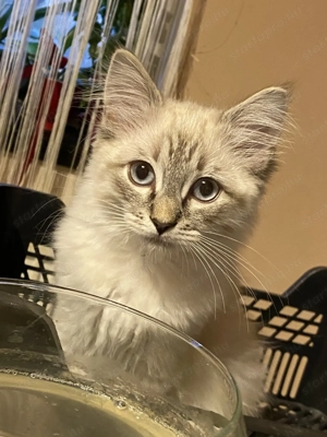 Lynx Ragdoll kandúr 1 éves  - kép 6