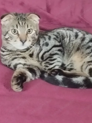 Skót lógófülű cicus