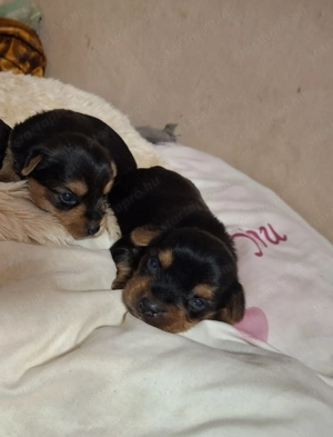 Yorki babák Foglalhatóak  - kép 2