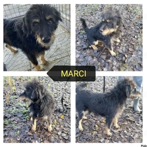 Gazdit keresünk a 9 évesen leadott Marcinak