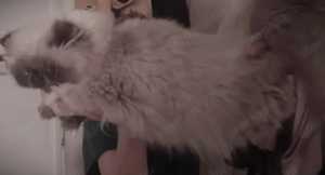 Eladó, 7-hós ivaros, Törzskönyvvel, oltásokkal, chippel rendelkező, Himalája perzsa hatalmas termetű