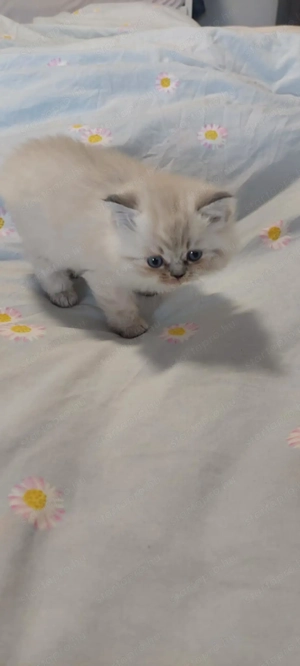 Ragdoll cica - kép 2